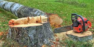 Best Storm Damage Tree Cleanup  in Palermo, NJ