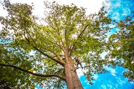 Best Tree Maintenance Programs  in Palermo, NJ