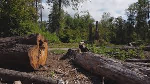 Best Stump Grinding and Removal  in Palermo, NJ