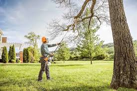 Reliable Palermo, NJ Tree Removal Solutions