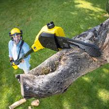 Best Tree Disease Treatment  in Palermo, NJ