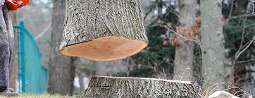 Tree and Shrub Care in Palermo, NJ