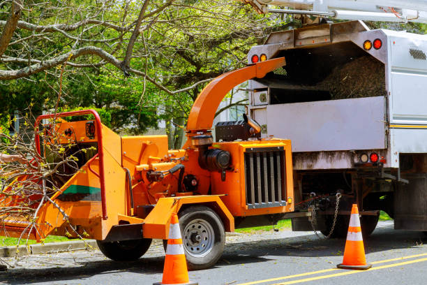 Best Root Management and Removal  in Palermo, NJ