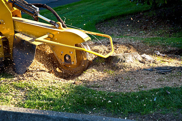 Best Tree Trimming and Pruning  in Palermo, NJ