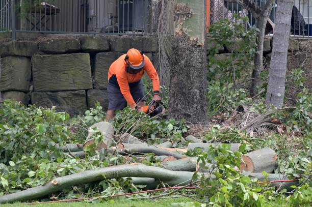 Best Arborist Consultation Services  in Palermo, NJ
