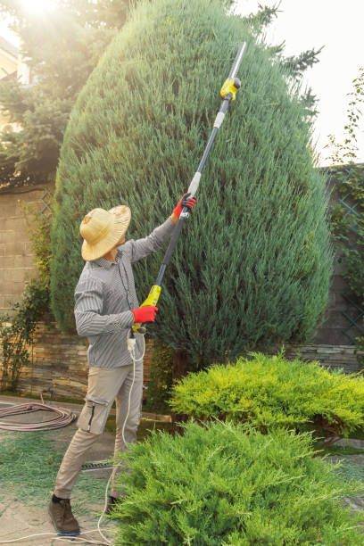 Best Lawn Renovation and Restoration  in Palermo, NJ