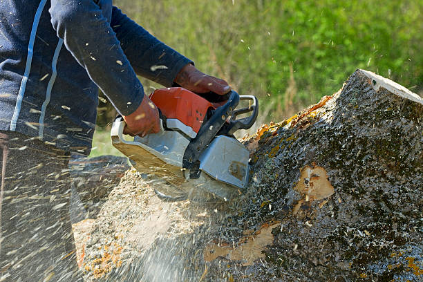 Best Fruit Tree Pruning  in Palermo, NJ